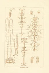 変態、1833-39